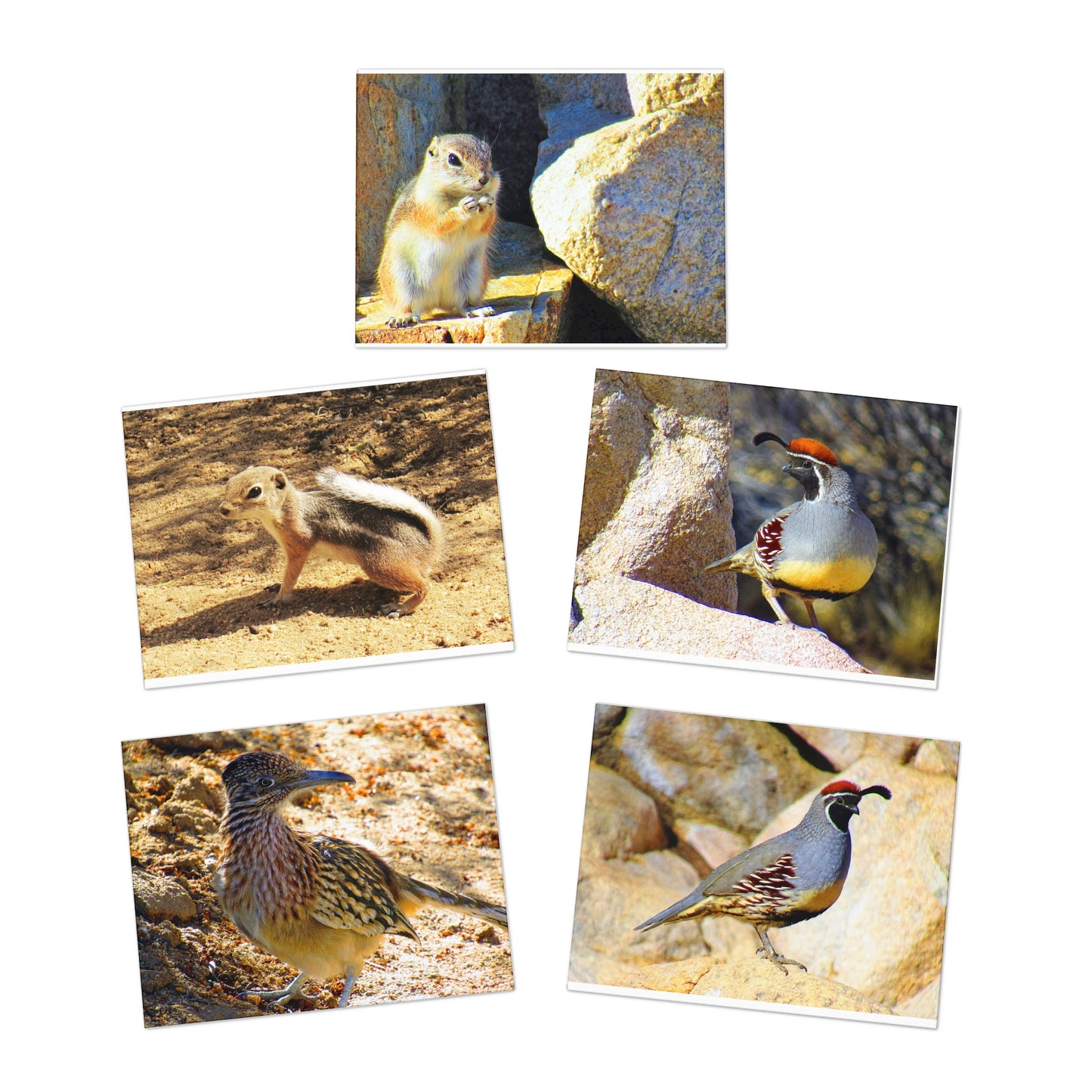 Desert Cuties - Multi-Design Greeting Cards (5-Pack)